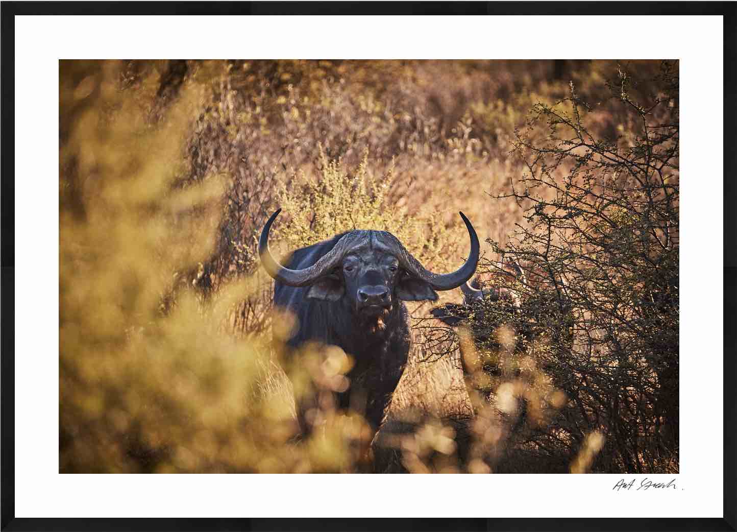 Buffalo: Photographic Art Print.