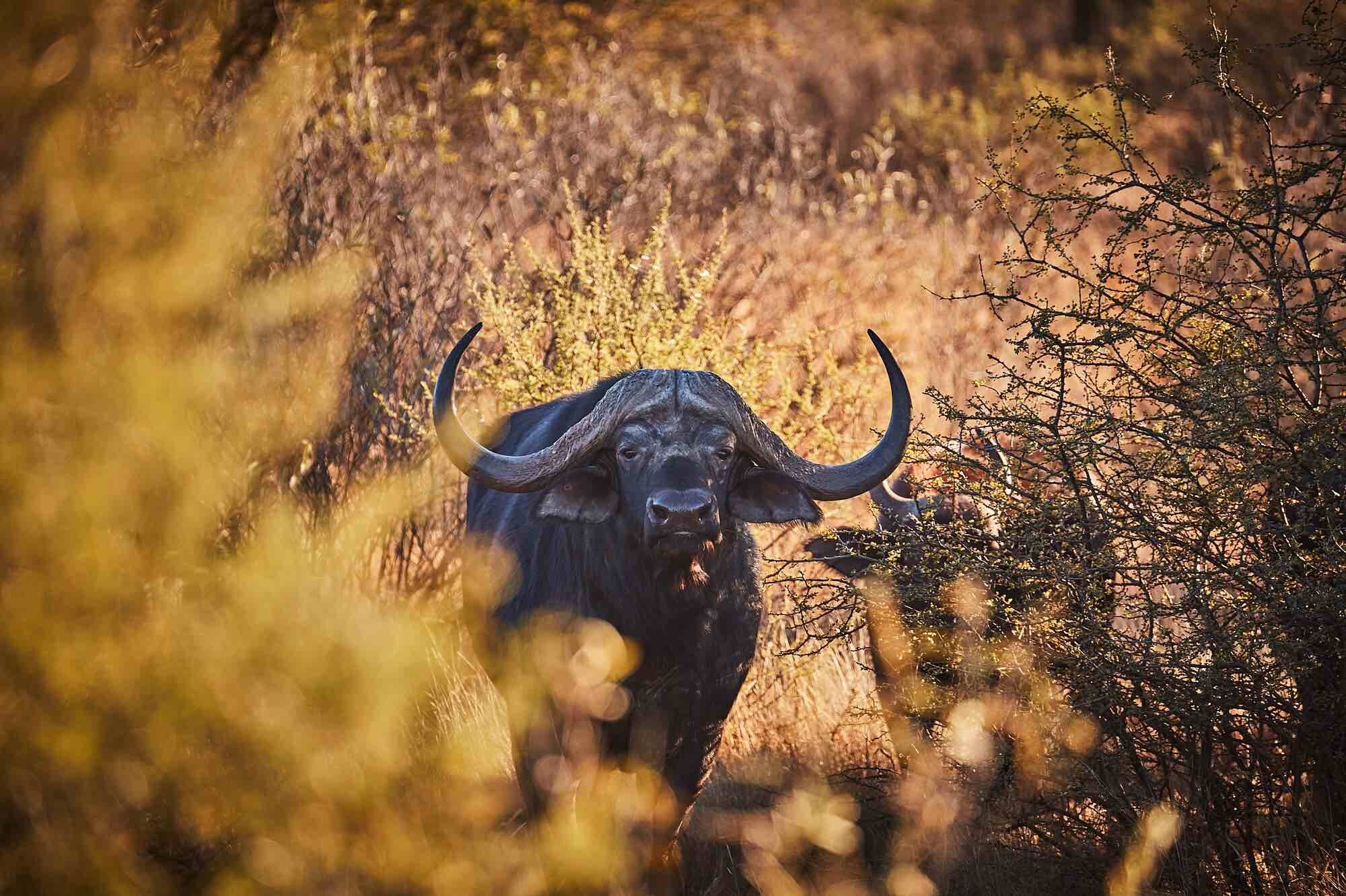 Buffalo: Photographic Art Print.