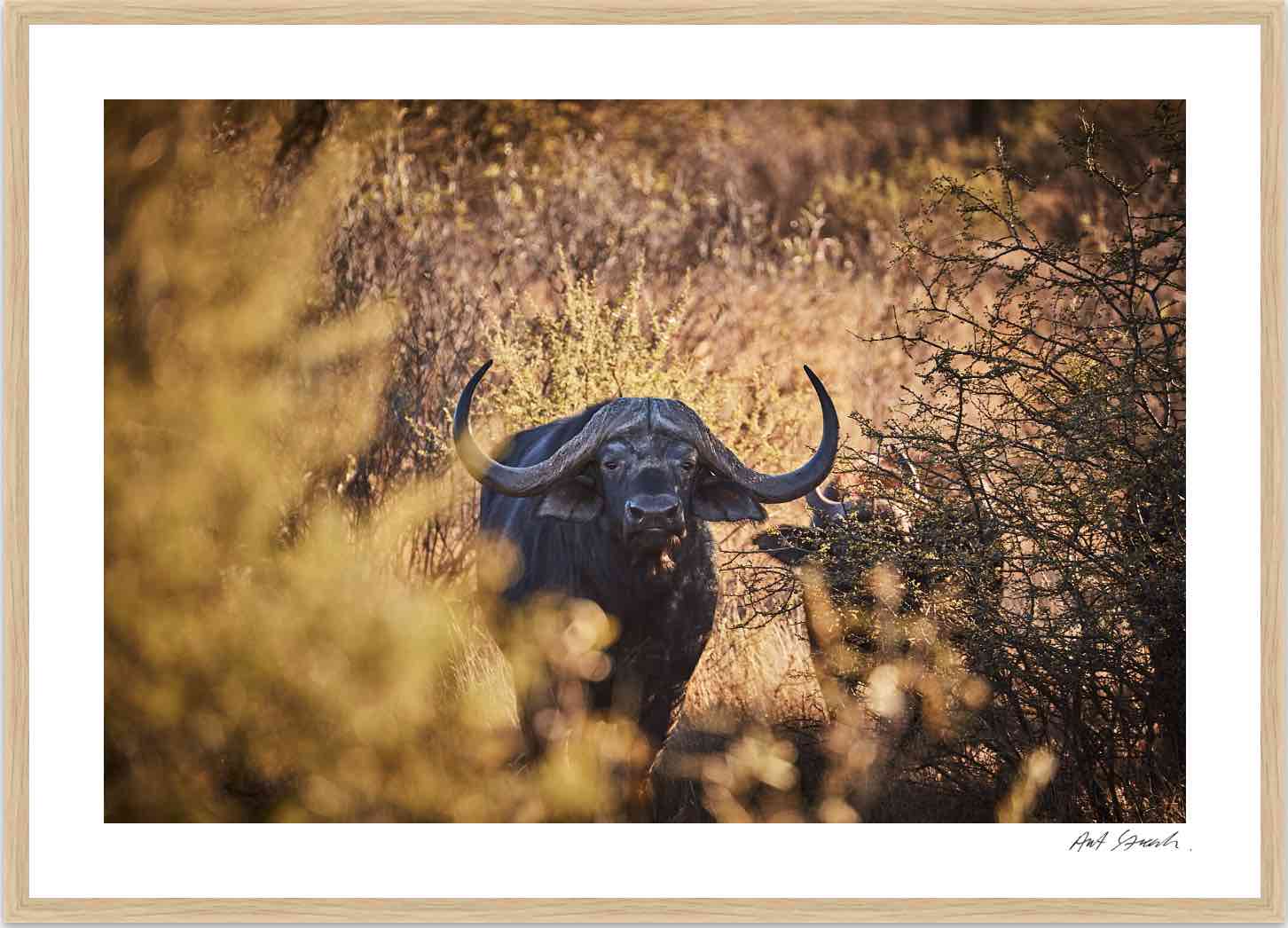 Buffalo: Photographic Art Print.