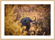 Buffalo: Photographic Art Print.