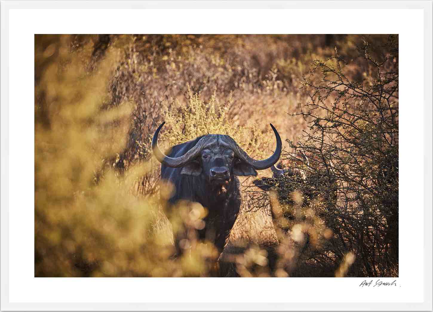 Buffalo: Photographic Art Print.