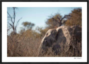 Elephant: Photographic Art Print.