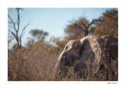 Elephant: Photographic Art Print.