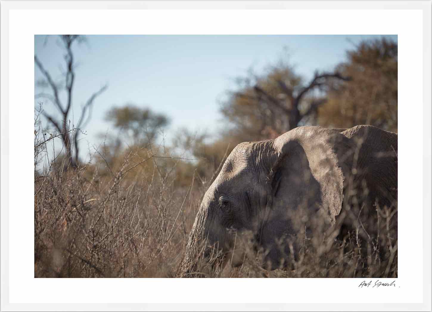 Elephant: Photographic Art Print.