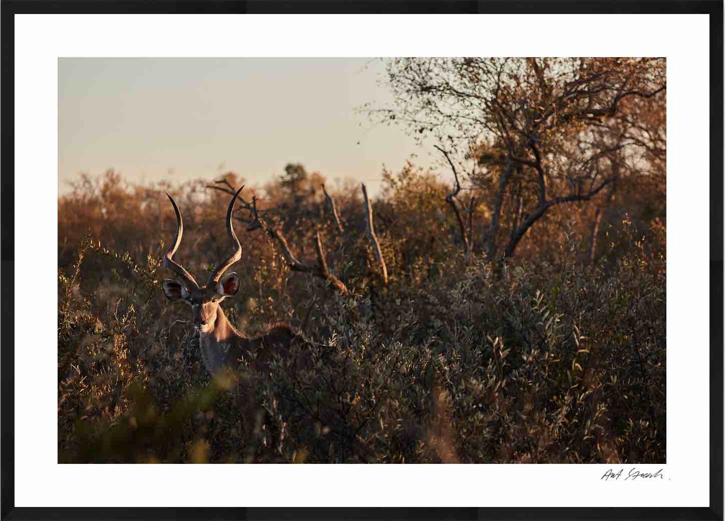 Kudu: Photographic Art Print.