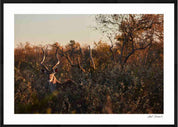 Kudu: Photographic Art Print.