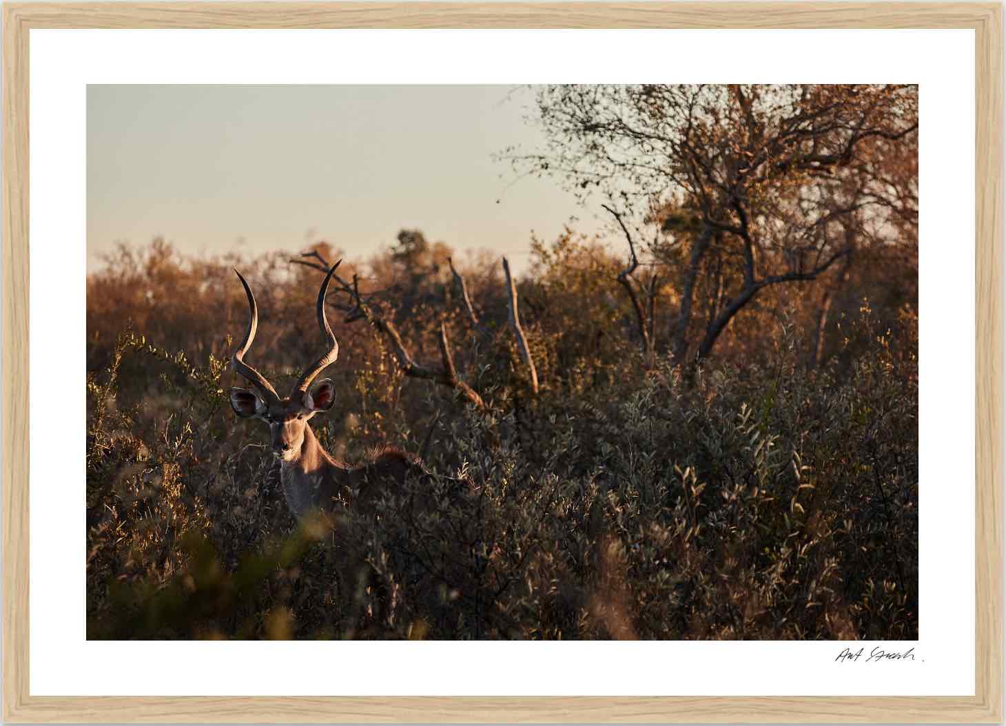 Kudu: Photographic Art Print.