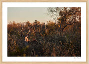 Kudu: Photographic Art Print.