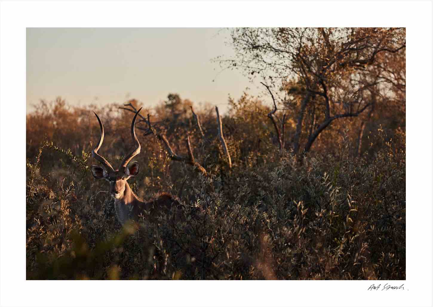 Kudu: Photographic Art Print.