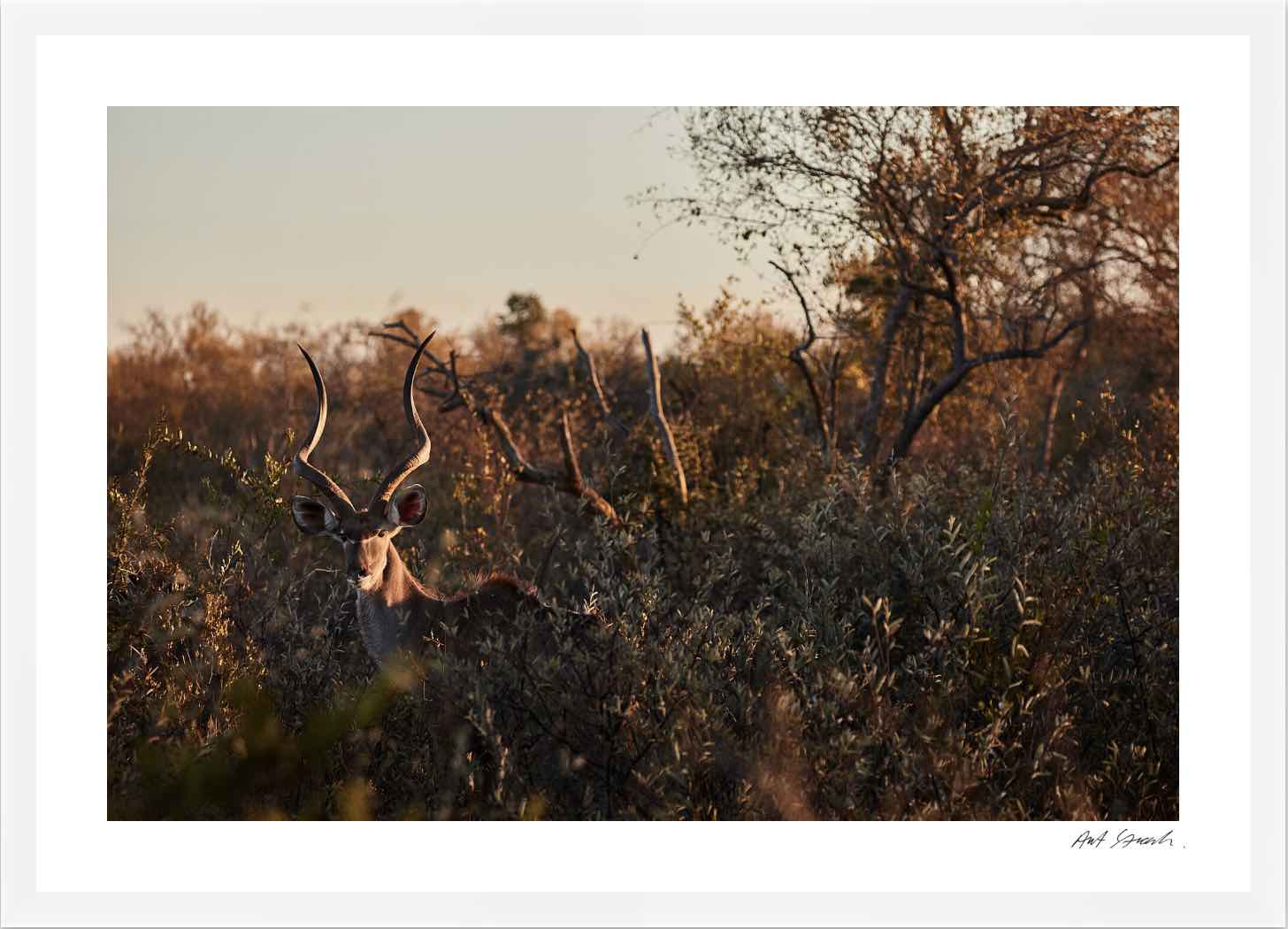 Kudu: Photographic Art Print.