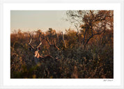 Kudu: Photographic Art Print.