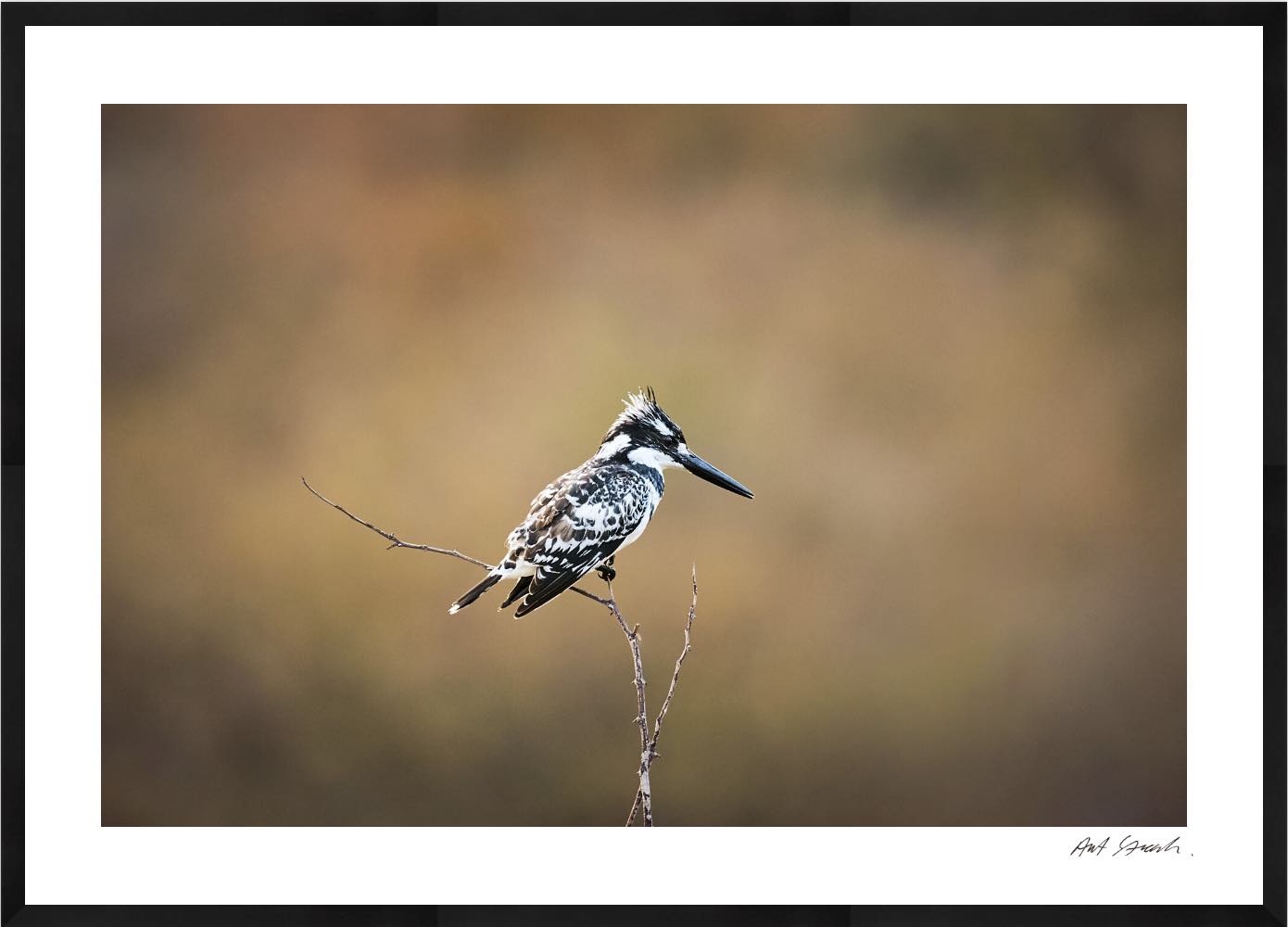 Pied Kingfisher: Photographic Art Print.