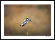 Pied Kingfisher: Photographic Art Print.