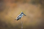 Pied Kingfisher: Photographic Art Print.