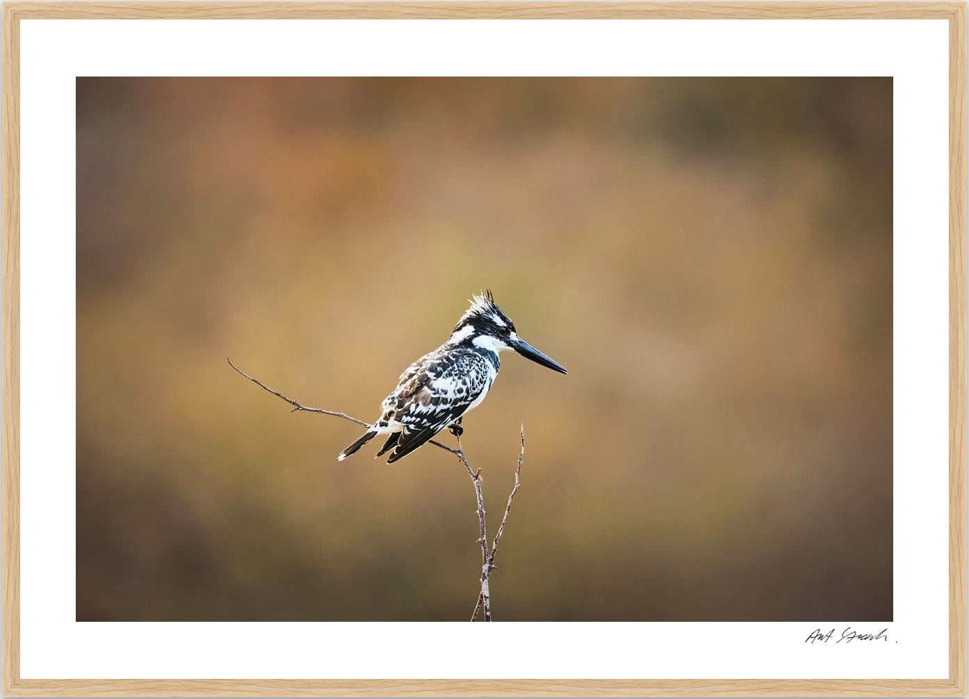 Pied Kingfisher: Photographic Art Print.