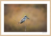 Pied Kingfisher: Photographic Art Print.