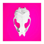 Seal Skull 3: Photographic Art Print.