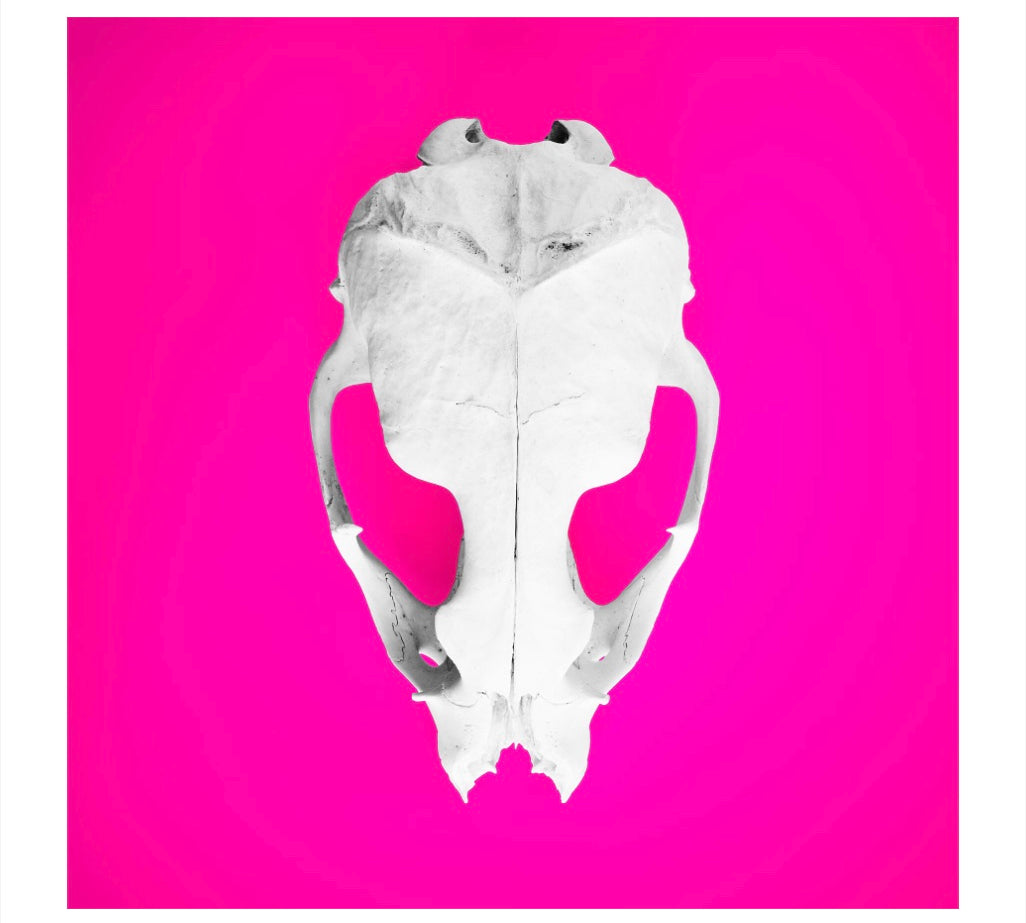 Seal_Skull3_print_jpeg.jpg
