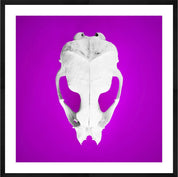 Seal Skull 1: Photographic Art Print.
