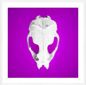 Seal Skull 1: Photographic Art Print.