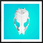 Seal Skull 2: Photographic Art Print.