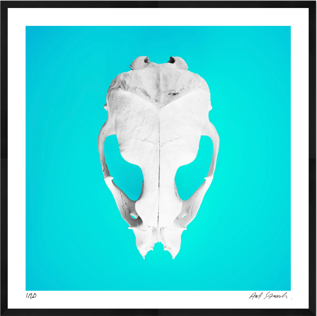 Seal Skull 2: Photographic Art Print.