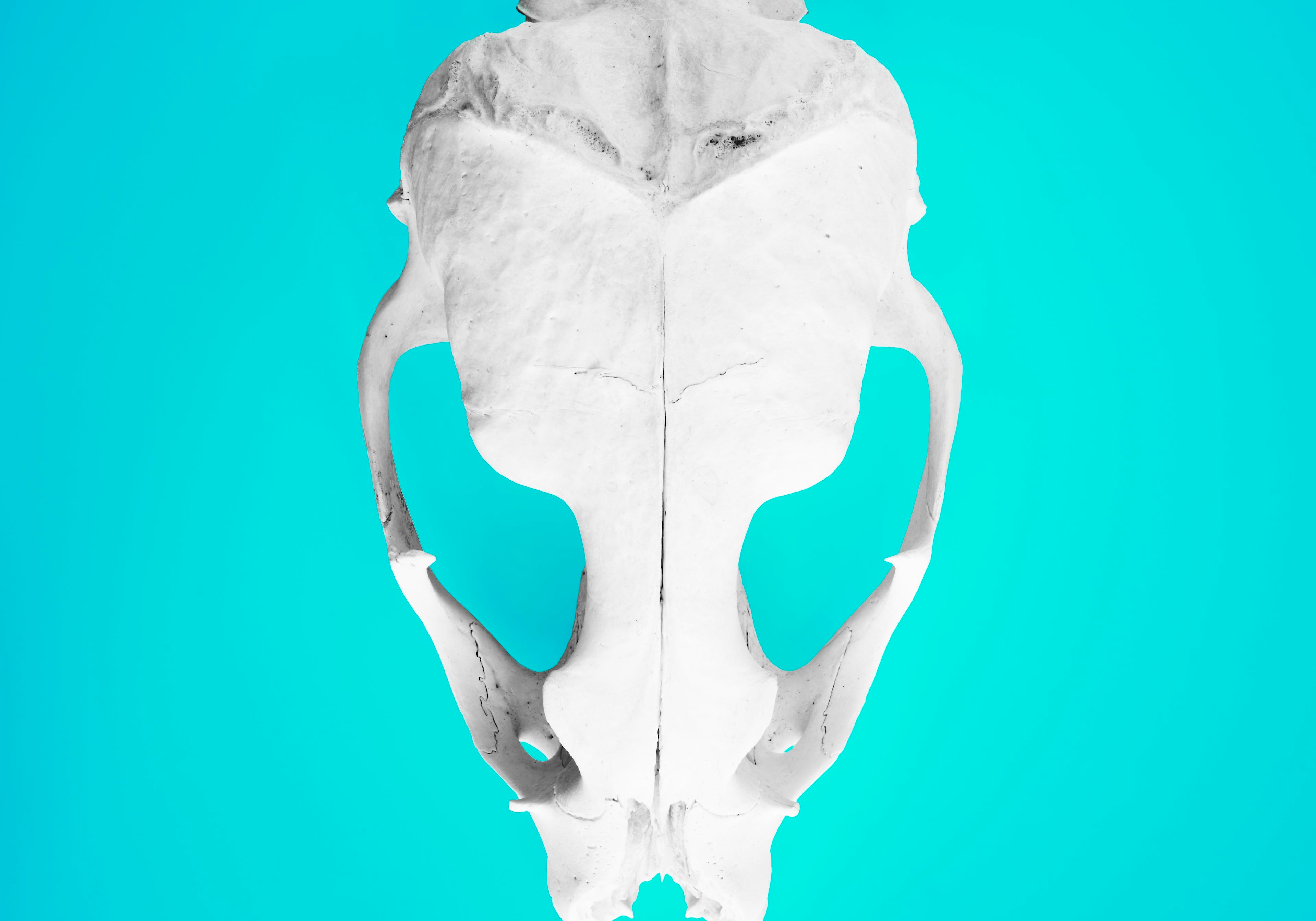 Seal_Skull_2_copy_low_res.jpg