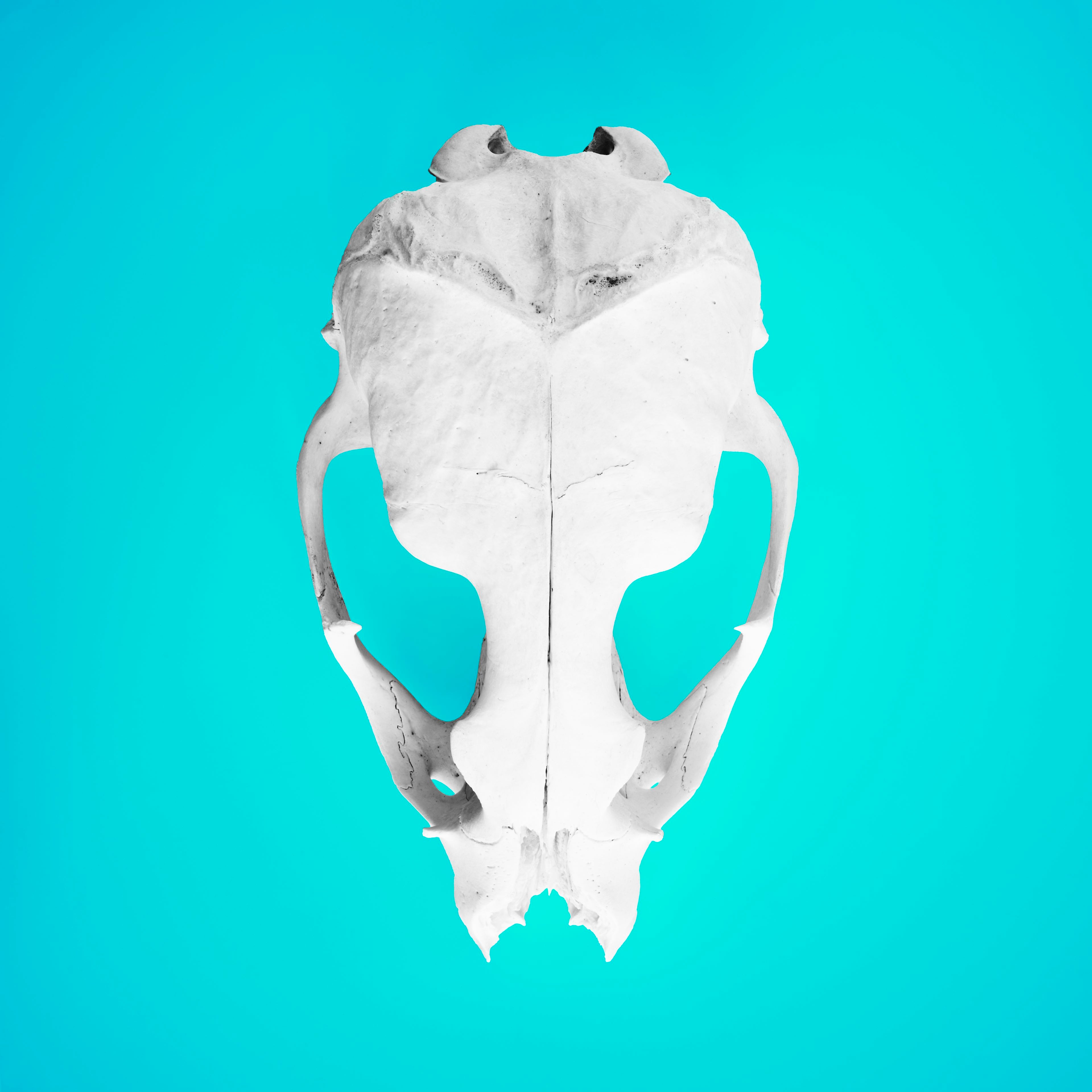 Seal Skull 2: Photographic Art Print.