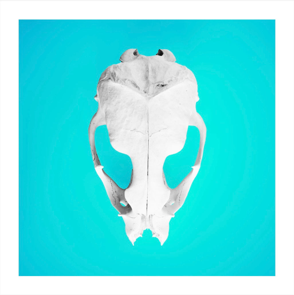 Seal Skull 2: Photographic Art Print.