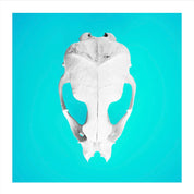 Seal Skull 2: Photographic Art Print.