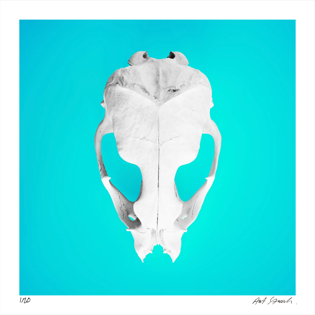 Seal Skull 2: Photographic Art Print.