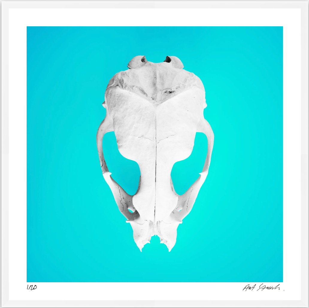 Seal Skull 2: Photographic Art Print.