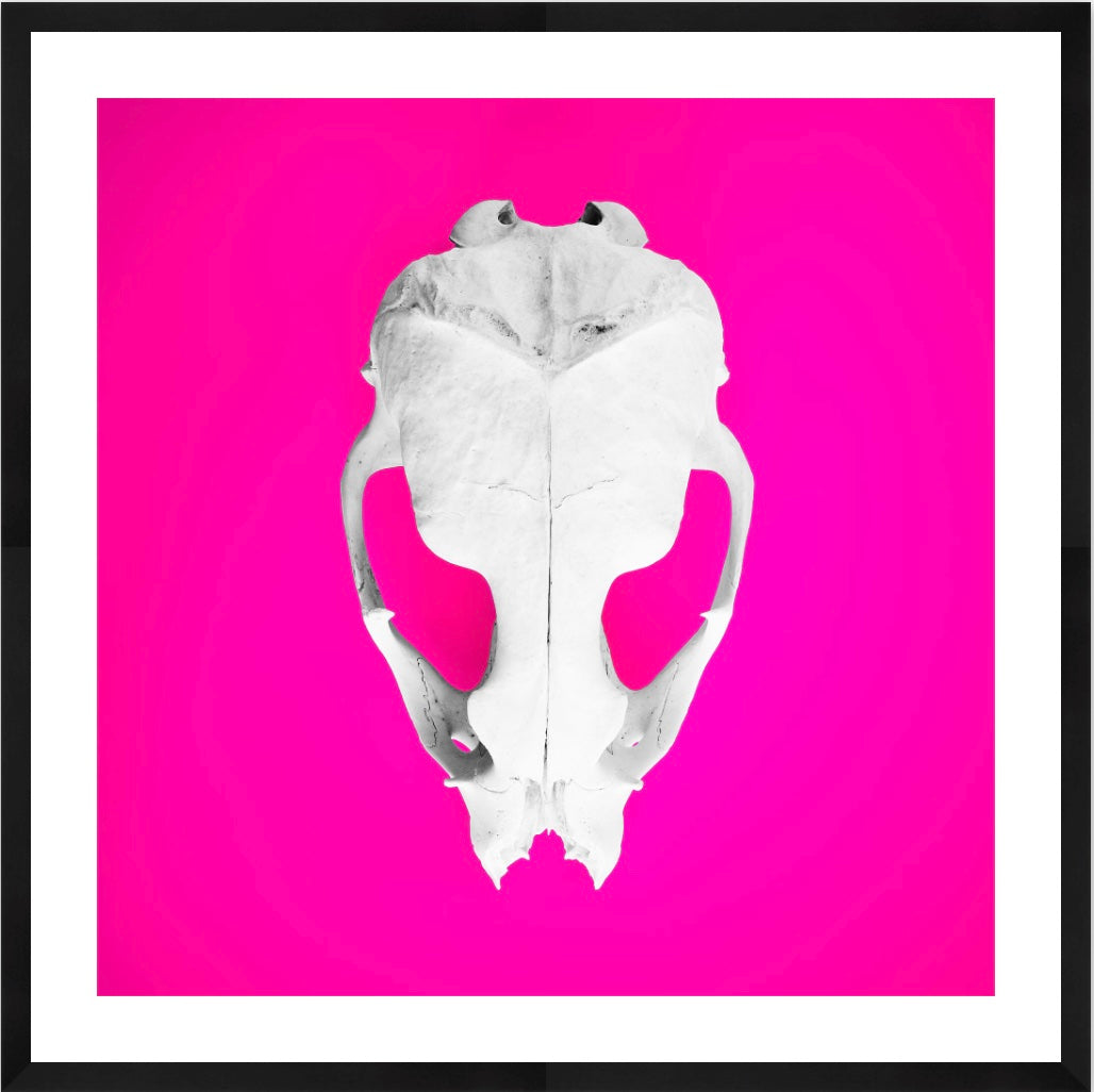 Seal Skull 3: Photographic Art Print.
