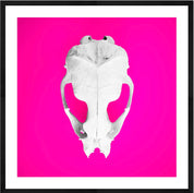 Seal Skull 3: Photographic Art Print.