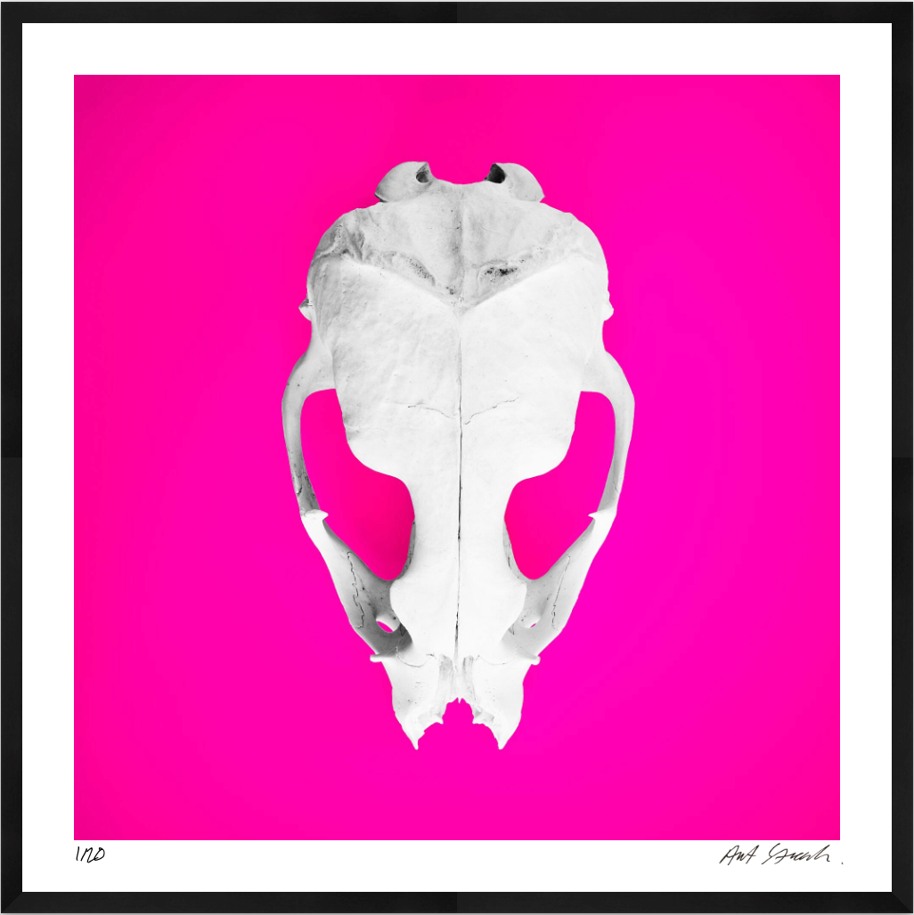 Seal Skull 3: Photographic Art Print.