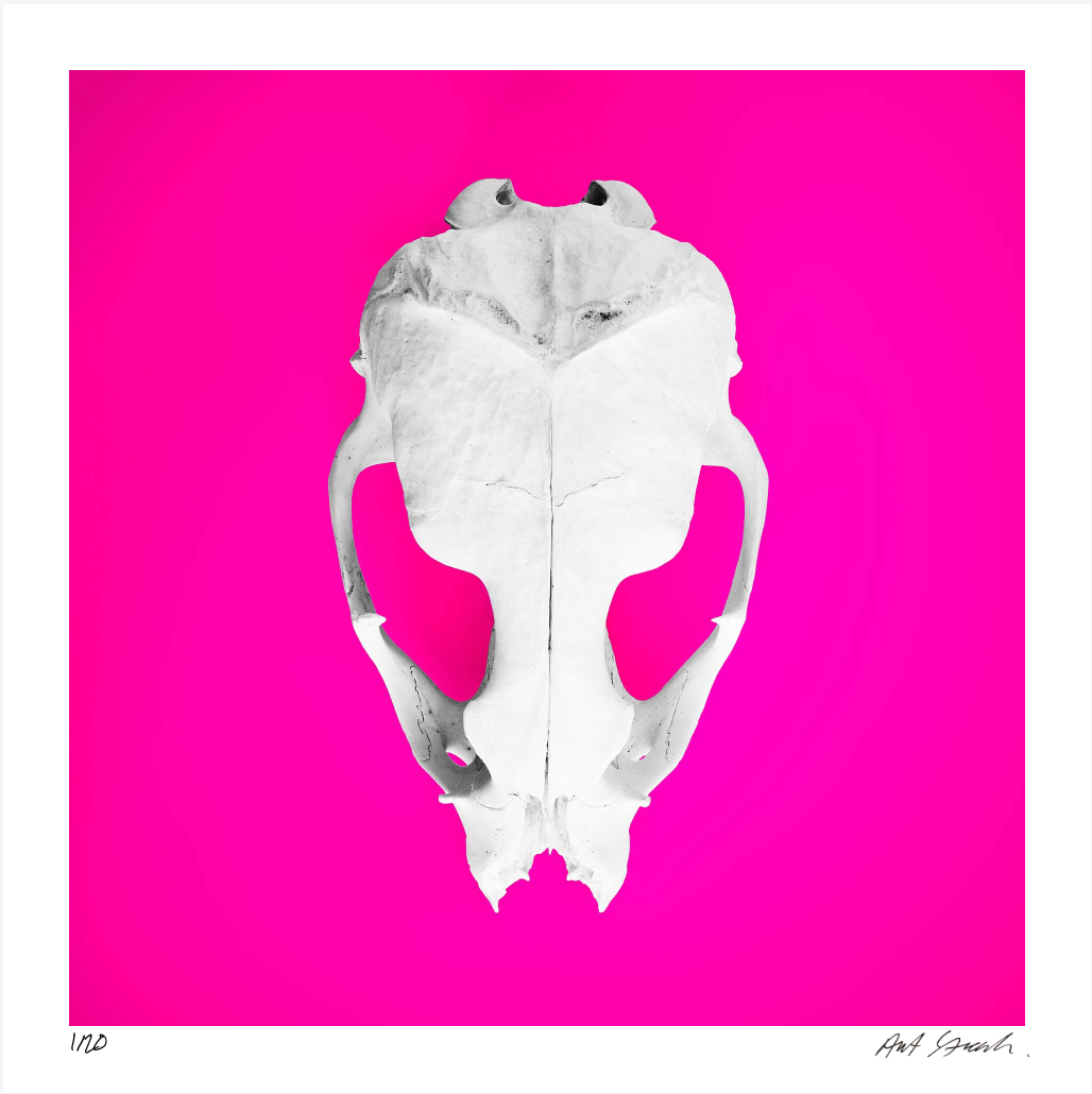 Seal Skull 3: Photographic Art Print.