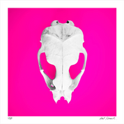 Seal Skull 3: Photographic Art Print.
