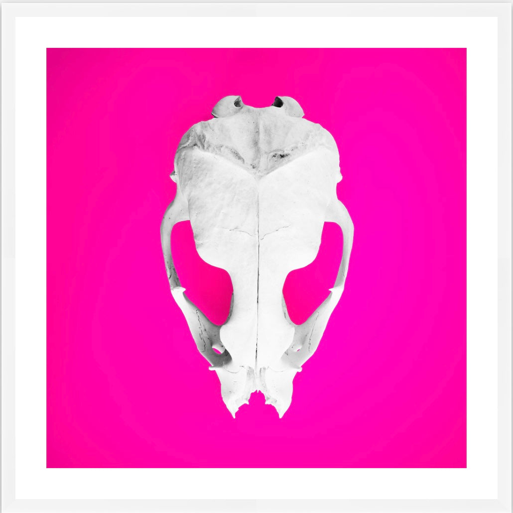 Seal Skull 3: Photographic Art Print.