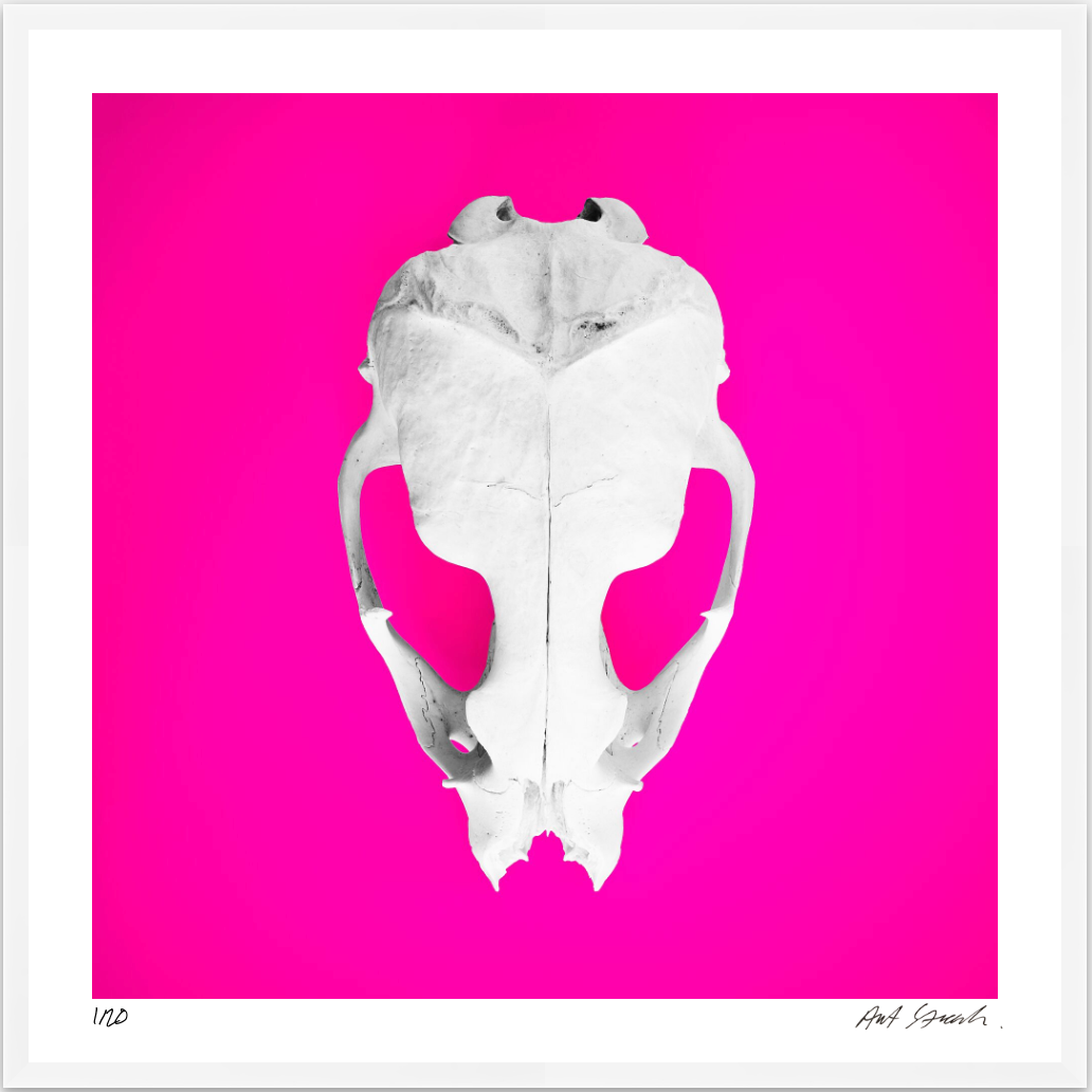Seal Skull 3: Photographic Art Print.
