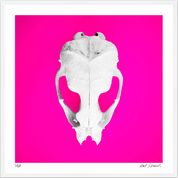 Seal Skull 3: Photographic Art Print.