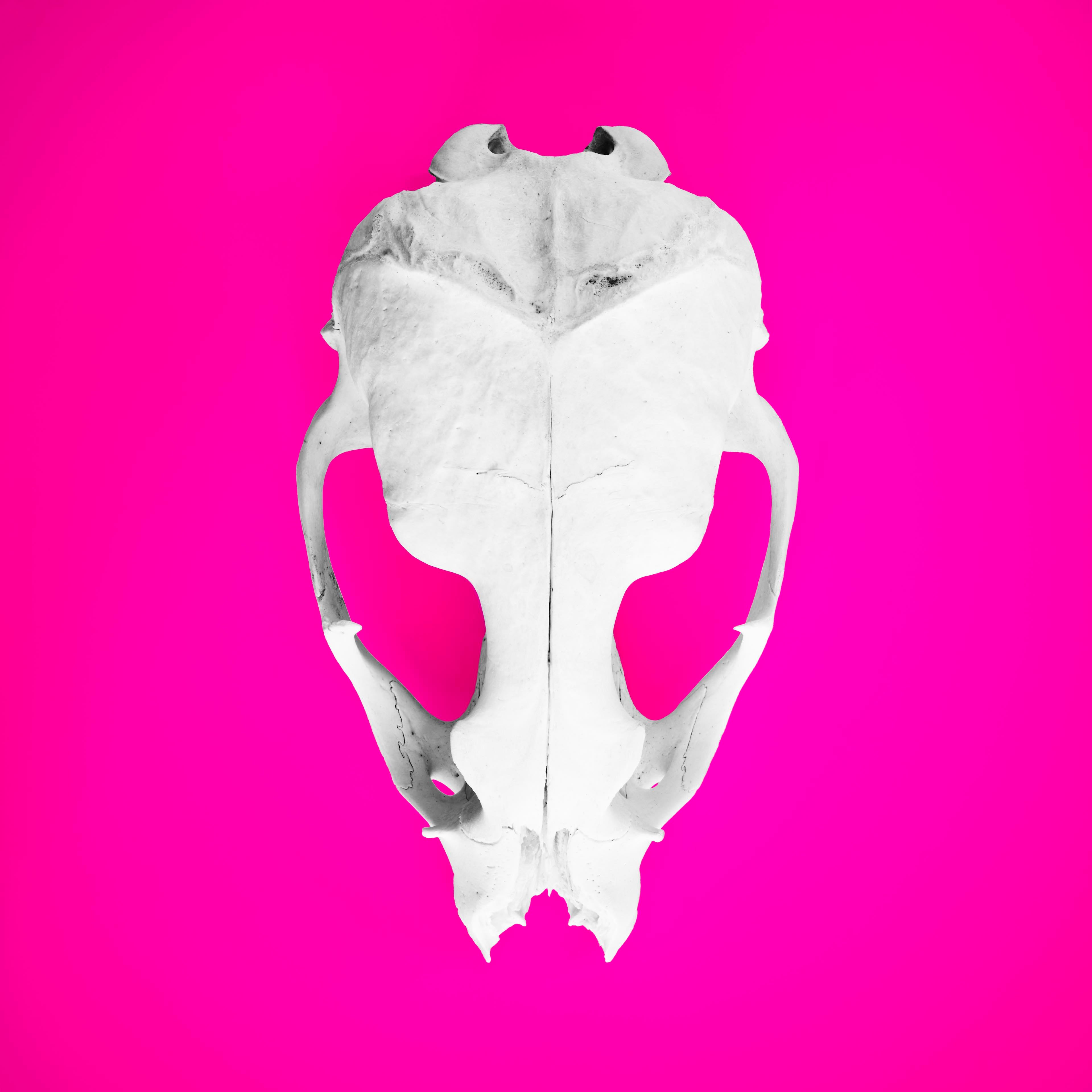 Seal_Skull_3low_res.jpg
