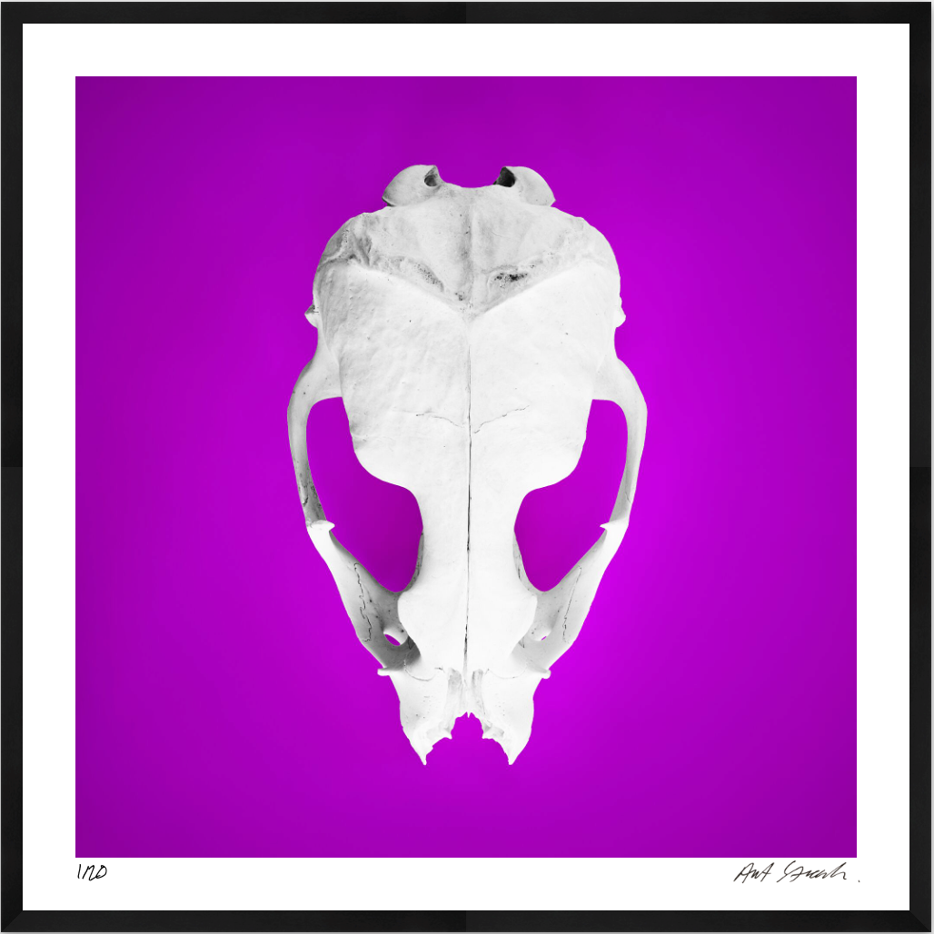 Seal Skull 1: Photographic Art Print.