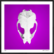 Seal Skull 1: Photographic Art Print.
