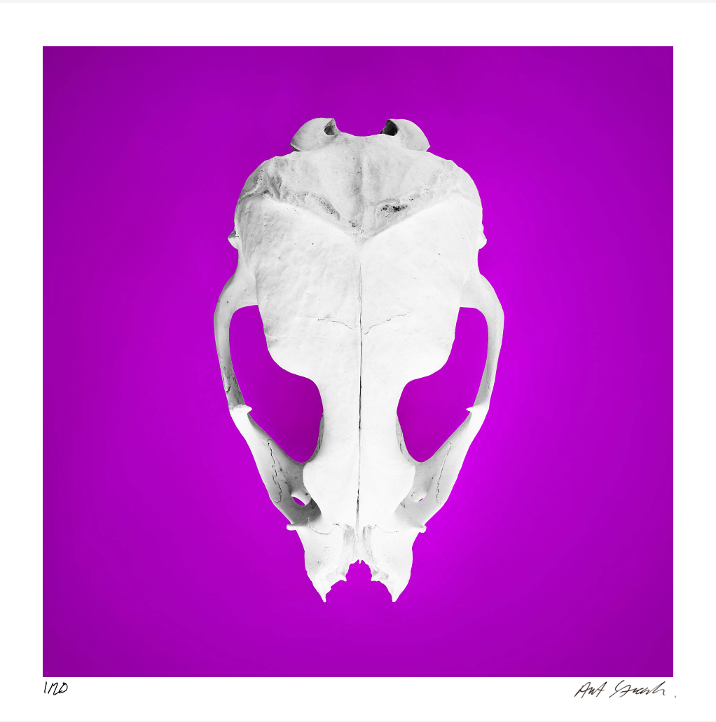 Seal Skull 1: Photographic Art Print.