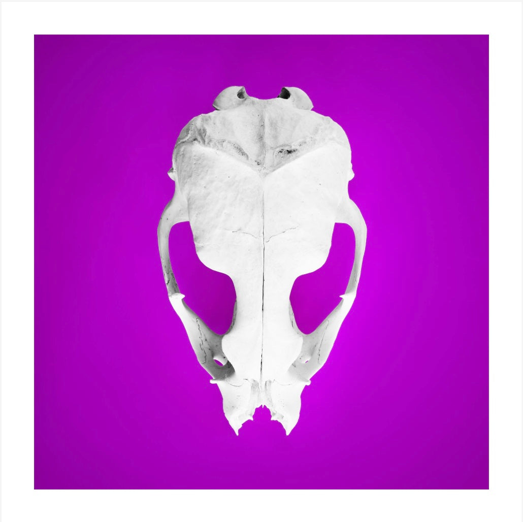 Seal Skull 1: Photographic Art Print.