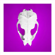 Seal Skull 1: Photographic Art Print.