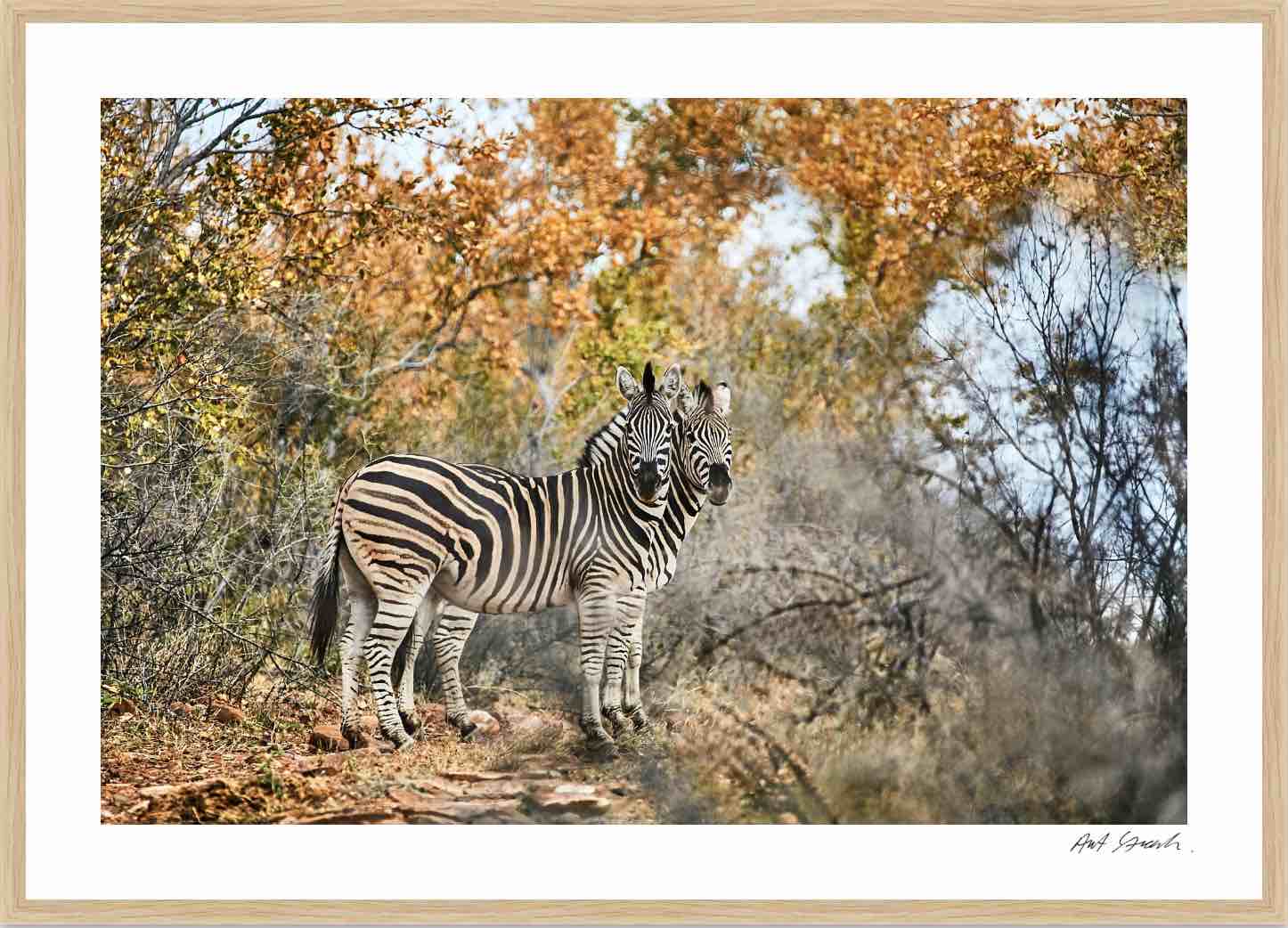 Two Zebras: Photographic Art Print