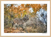 Two Zebras: Photographic Art Print