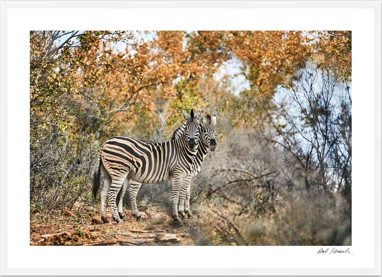 Two Zebras: Photographic Art Print