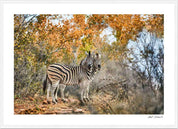 Two Zebras: Photographic Art Print